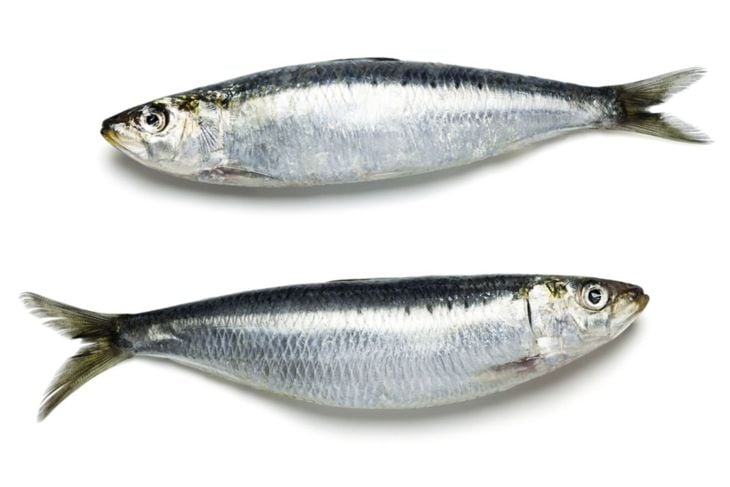The Superb Sardine