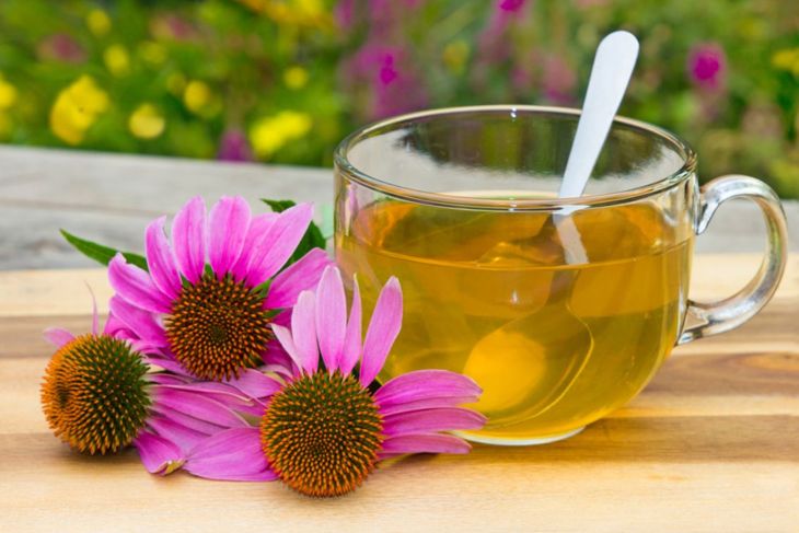Echinacea's Role in Boosting Health and Wellness