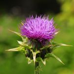 10 Reasons Why Milk Thistle Should Be in Your Wellness Routine