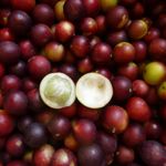 10 Impressive Benefits from Camu Camu