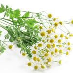 10 Super Health Benefits of Feverfew