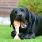 10 Foods to Never Feed Your Dog