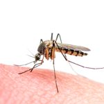 Keep Mosquitos Away this Summer