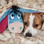 10 Possible Causes of Diarrhea in Dogs