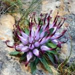 Health Benefits of Devil's Claw