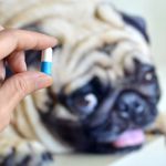 From Warning Signs to Prevention: Navigating Dog Seizures