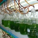 The Spectacular Health Benefits of Phytoplankton