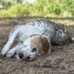 Canine Hookworms: What You Need to Know