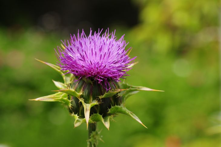 10 Reasons Why Milk Thistle Should Be in Your Wellness Routine