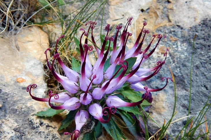 Health Benefits of Devil's Claw