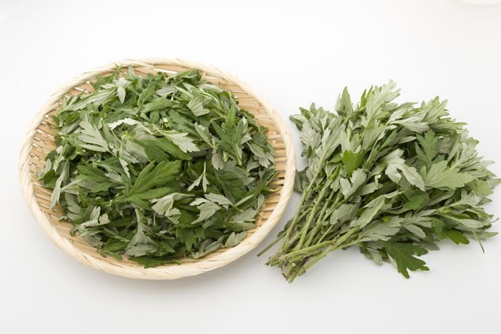 10 Intriguing Properties of Mugwort