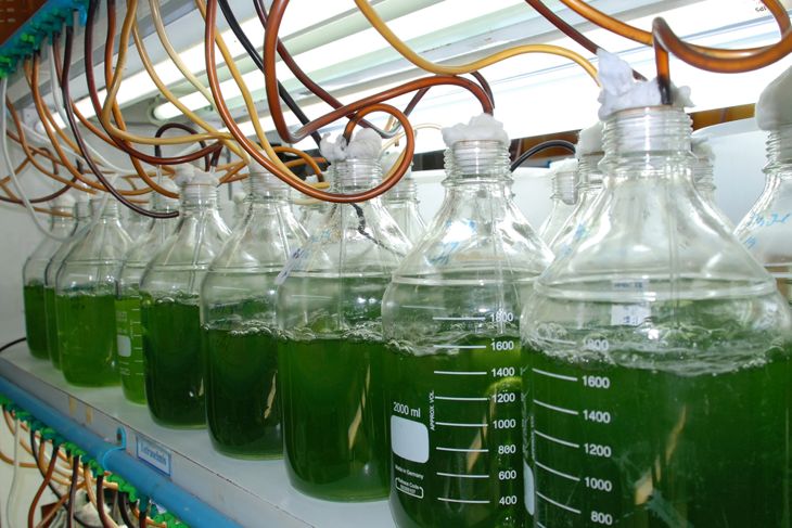 The Spectacular Health Benefits of Phytoplankton