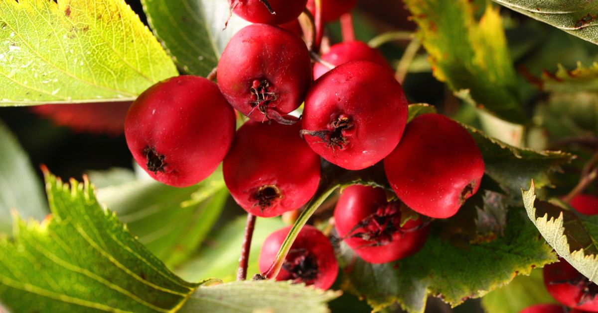 Health Benefits of Hawthorn Berry Facty Health