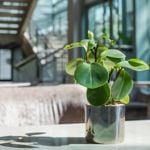 15 Plants That Naturally Purify Your Home's Air