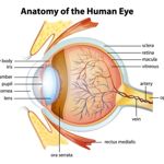What is Central Retinal Artery Occlusion?