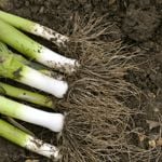 The Many Health Benefits of Leeks