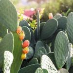 Health Benefits of Nopal Cactus
