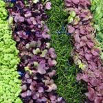 10 Facts About Microgreens