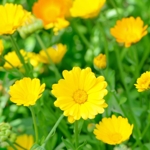 The Powerful Health Benefits of Calendula