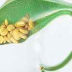 Understanding Gallstone Causes and Prevention