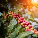 10 Health Benefits of Green Coffee Beans
