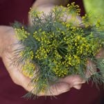 Health Benefits of Dill