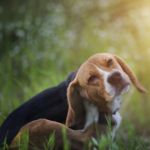 FAQs About Flea Bites For All Pet Owners