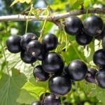 Discover the Health Benefits of Blackcurrants