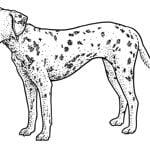 How to Draw a Dog