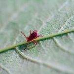 10 Frequently Asked Questions About Chigger Bites
