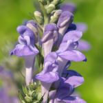 Health Benefits of Skullcap