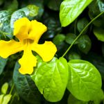 The Remarkable Health Benefits of Cat's Claw