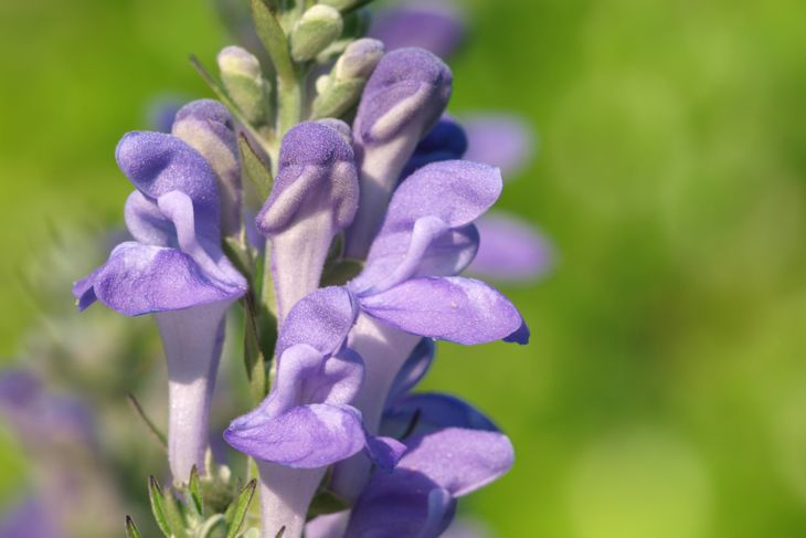 Health Benefits of Skullcap