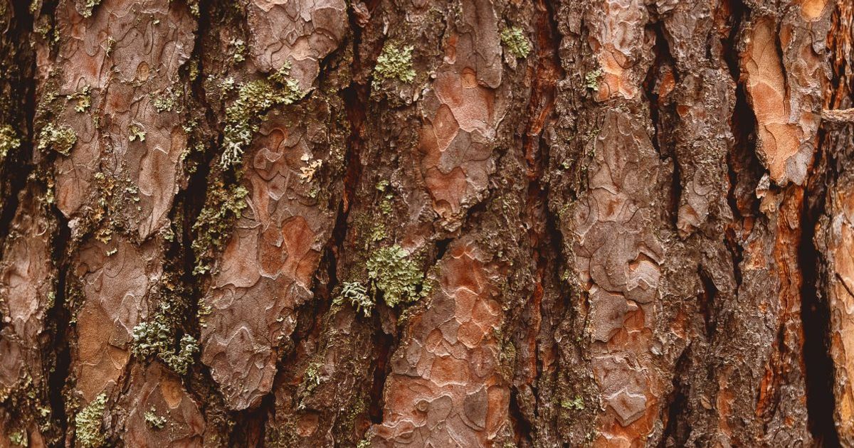 Health Benefits of Pine Bark Extract Facty Health