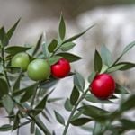Health Benefits of Butcher’s Broom
