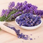 Health Benefits of Lavender