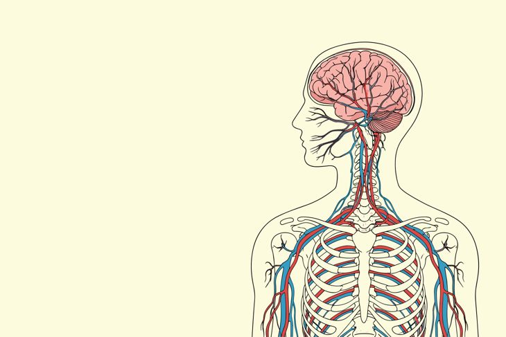 Detailed outline of the human body showing the brain, nervous system, and circulatory system