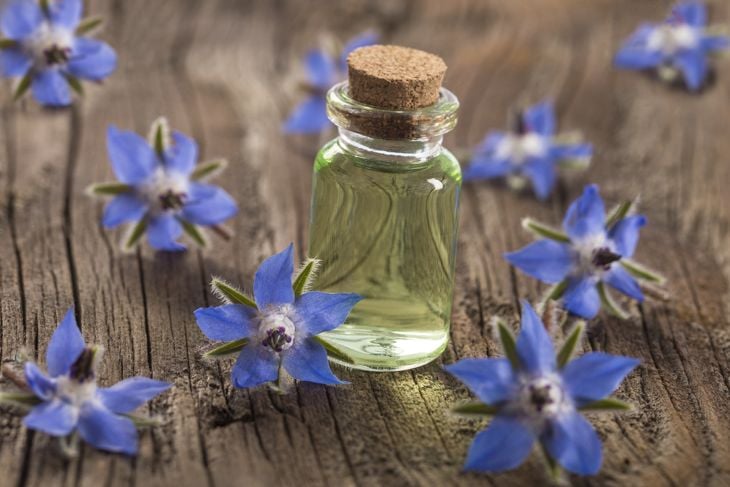 The Exciting Health Benefits of Borage Oil