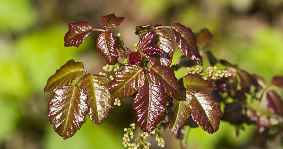 Frequently Asked Questions about Poison Oak Facty Health