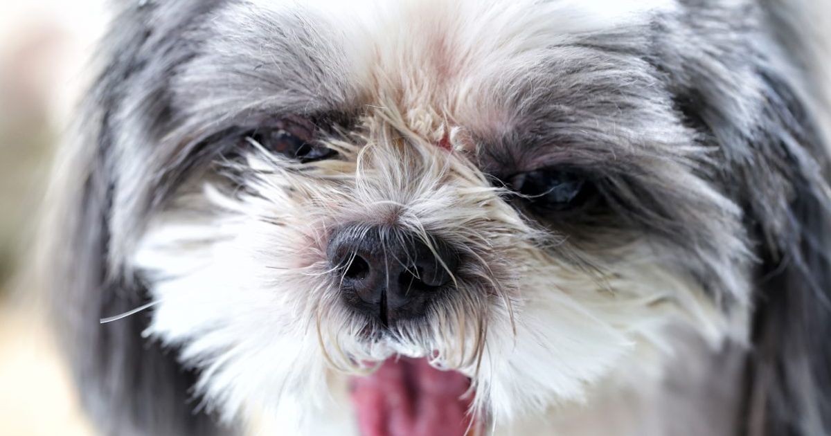 What is Good and Bad about Shih Tzus? Facty