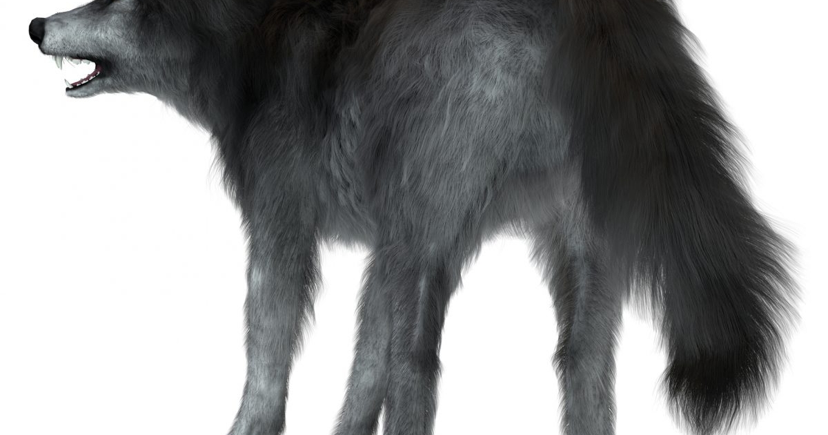 What Is A Dire Wolf? Dire Wolf Facts - Facty