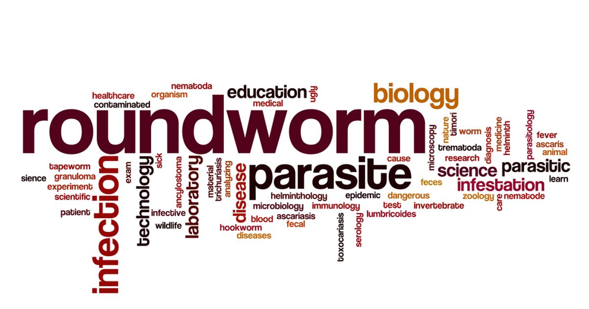 Causes, Symptoms, and Treatments of Roundworm Facty Health