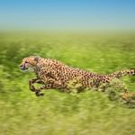 What Are The Fastest Animals In The World?