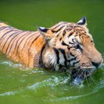 What Are the Most Famous Endangered Species?