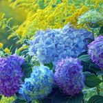 10 Benefits and Uses of Hydrangeas
