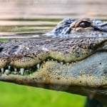 What are the Differences Between Alligators and Crocodiles?