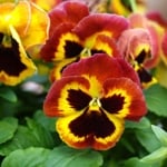 Health Benefits of Pansies