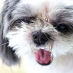 What is Good and Bad about Shih Tzus?