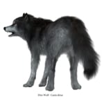 What Is A Dire Wolf? Dire Wolf Facts