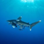 What Is Commensalism?